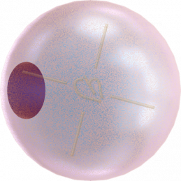 Iridescent Dreamy Rose Pearl 2025 Swarovski 6mm